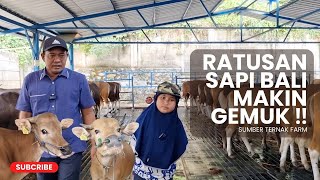 UPDATE RATUSAN EKOR SAPI BALI ‼️ MAKIN GEMUK  SUMBER TERNAK FARM [upl. by Ami]