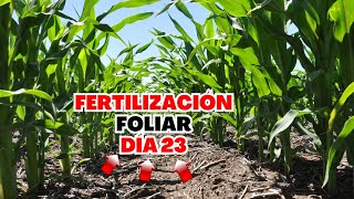 🌽MOMENTO PERFECTO para APLICACIÓN FOLIAR al MAÍZ  primera APLICACIÓN de FERTILIZANTE FOLIAR en MAÍZ [upl. by Angeli]