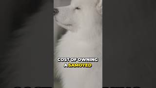 Samoyed The 11000 Dog Breed [upl. by Morel]