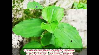 Commelina benghalensis Benghal dayflower tropical spiderwort wandering Jew plant [upl. by Etnasa]