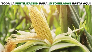 🌽 REVELADO Toda la FERTILIZACIÓN para 15 Toneladas en maíz  plan de fertilización en maíz [upl. by Mook]