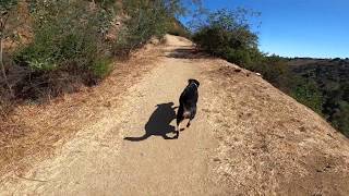 Nichols Canyon Hike Hollywood Hills  Los Angeles [upl. by Oigimer780]