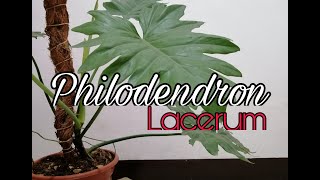 Philodendron Lacerum  Care  Guide  Quick Tip [upl. by Einnig]