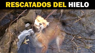 Animales Congelados son RESCATADOS de un Final Seguro 🥶 Rescate Animal 12  Quom [upl. by Ardnoik331]