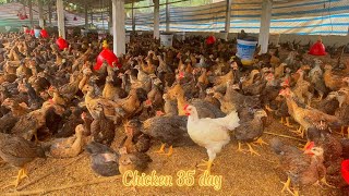 Spread more rice husks expand chicken fins vaccinate chickens against coccidiosis [upl. by Halverson]