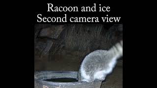 Racoon and Ice with 2 camera views racoon wildlife nature [upl. by Dnalloh364]