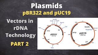 Vectors Based on Plasmid DNA pBR 322 and pUC19  Part2 [upl. by Luane]