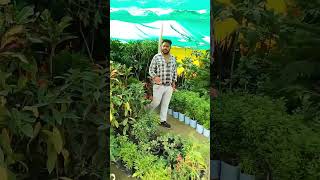 Dharmendhar song virar shortsvideo funny funny comedy comedysong 🙏🙏🙏 [upl. by Ahsahtan14]