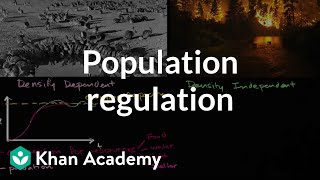 Population regulation  Ecology  Khan Academy [upl. by Nadroj]