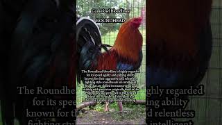 Gamefowl Bloodlines  Roundhead [upl. by Nehttam]