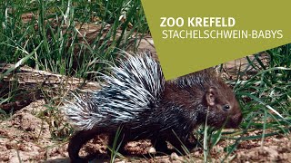 Krefelder Zoo Ein Blick auf die StachelschweinBabys [upl. by Wesa439]