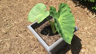 Giant Elephant Ear Growth Progress PART 2 [upl. by Abisia]