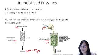 Chapter 34  Immobilised Enzymes  Cambridge ALevel 9700 Biology [upl. by Bunch]