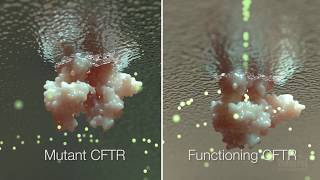 Cystic Fibrosis Mechanism and Treatment  HHMI BioInteractive Video [upl. by Theressa30]