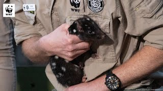 Eastern quolls return to mainland Australia  WWFAustralia [upl. by Sasha]