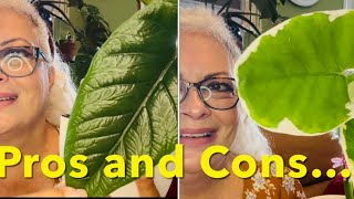 10 ALOCASIA COLLECTION plus pros and cons 🪴🙋🏼‍♀️ Care tips that should help with yours S1E22 [upl. by Alexi762]