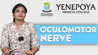 Oculomotor Nerve  Ophthalmology  Yenepoya Medical College [upl. by Woodie324]