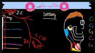 cervical plexus شرح اعصاب الرقبة [upl. by Lledrev]