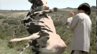 The Funny Man vs Cow Fight HQ [upl. by Adieren]