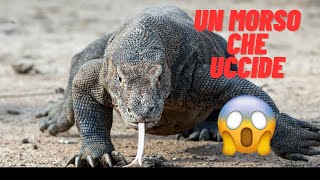 Chi ha Paura del Drago di Komodo Spoiler Tutti [upl. by Honniball]