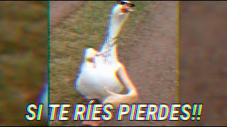 SI TE RÍES PIERDES XD VÍDEOS GRACIOSOS 🔥 parte 2 🤑👻 [upl. by Rip231]