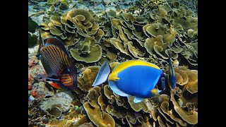 Similan Islands [upl. by Brewster784]