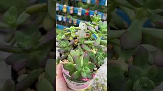 SUCULENTA QUE VIRA ARVORETA videos suculentasbrasil plantas suculentasbr shortsyoutube flores [upl. by Sherline]