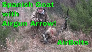 Hunting with the Air Venturi Air Bolt The Universal Airgun Arrow [upl. by Phio]