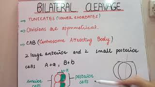 bilateral cleavage types of cleavage zoology planet [upl. by Airrotal969]