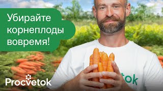 СРОЧНО ВЫКОПАЙТЕ МОРКОВЬ И СВЁКЛУ если увидите эти признаки Корнеплоды сочные и лежат до весны [upl. by Florinda]