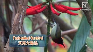 Forktailed Sunbird Male Eating Ivory Coral Tree Honey in Hong Kong [upl. by Lladnew260]