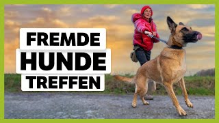 STRESSIGE Hundbegegnungen So meisterst du sie entspannt  LiveTraining [upl. by Yar]