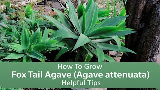 How To Grow Fox Tail Agave Agave attenuata  Helpful Tips [upl. by Sverre]