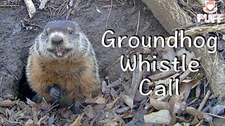 Groundhog whistle call Documentary Woodchuck MatingCall 土拨鼠叫声 [upl. by Zola]