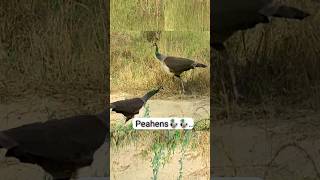 Beauty Of PeahensMelodious Voice ●peacock peahen peacockdance peafowl birds shortsvideoa2z [upl. by Belter]