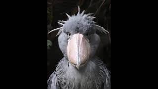 yawning shoebill shoebill shoebillstork shoebillstorktiktok shoebills shoebillstorks [upl. by Amoreta856]