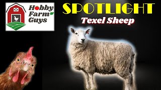 HFG Farm Animal Spotlight Texel Sheep [upl. by Harim]