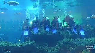 VAE Außenansicht Attraktion der Dubai Mall Aquarium amp Underwater Zoo Unterwasserwelt [upl. by Aniret]