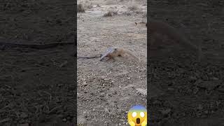 🐍 Mongoose bold Attacks on Block Cobar Snake Wild Encounter mongoose blockcobra wildlife short [upl. by Sayce]