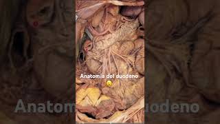 Anatomía del duodeno 🙀 Completo en el canal 🔥 anatomia doctor anatomiafacil [upl. by Auqinehs]