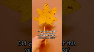 FYI  Yellow Leaf Contain XANTHOPHYLL that gives it a yellow pigment shorts maple fall2024 viral [upl. by Ahsirhcal]