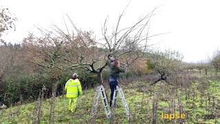 First year renovation prune of badly neglected apple tree Timelapse [upl. by Macilroy]