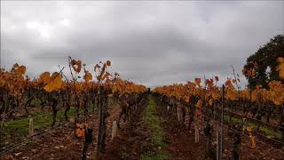 Clos Triguedina quotproquot QUIM  buttage vigne  FRANCE 2018 [upl. by Sieracki]