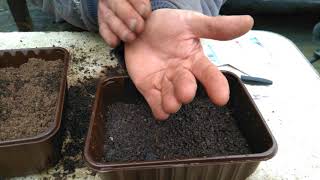 How to grow antirrhinum snap dragons from seed in a pot with drainage holes [upl. by Ilojne]