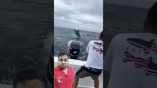 Huge marlin released off Salinas fishermens fish fishing viralvideo shorts [upl. by Fulbert]