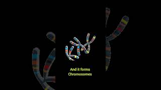 Cell NucleusDNAChromosome structure animation biology science study students shorts [upl. by Hnad]