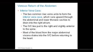 Systemic Circulation Abdominal Cavity Lesson [upl. by Orling949]