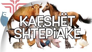 Kafshët shtepiake [upl. by Ikkiv]