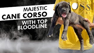 Buy Majestic Cane Corso Puppies The Perfect Addition to Your Elite Lifestyle [upl. by Enelyar]