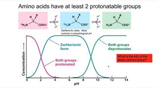 Titration curves pKa pI and Buffering regions [upl. by Solegna]